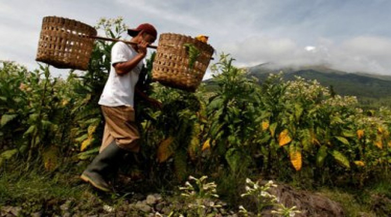 ilustrasi-tembakau-1024x614_c