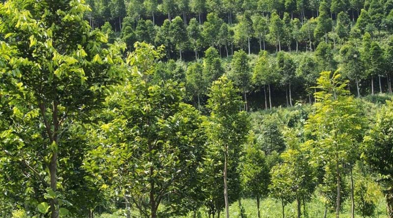 gopeng-gaharu-tea-valley-1