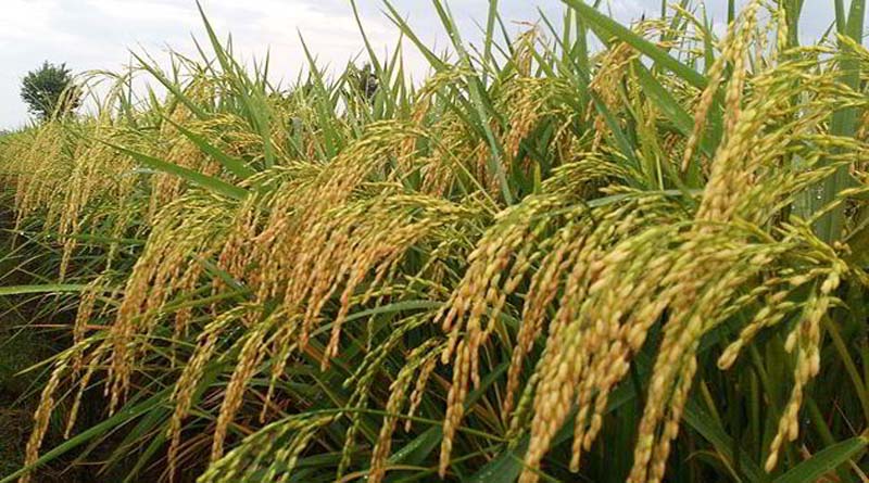 Gambar-CIRI-CIRI-Padi-Siap-Panen