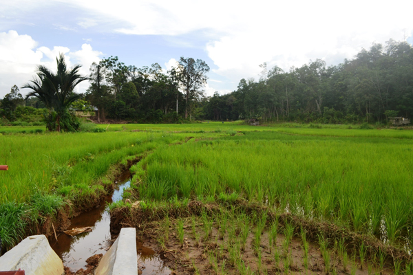 Lahan pertanian