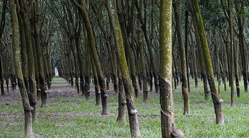 karet-aceh-barat