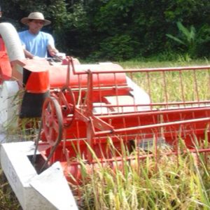 PANEN. Kelompok tani Padi Hijau ketika melakukan panen di sawah milik kelompoknya---Darmanto for rakyat Kalbar (2)