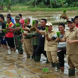 MENANAM. Wakil Bupati Melawi, Dadi Sunarya bersama Kadistankan, Forkopinda dan Kelompok Tani ketika melakukan penanaan perdana masa tanam gadu 2017---Arif For Rakyaat Kalbar (4)