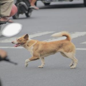 web-anjing-liar-akan-ditulup-5699ad9aa623bd8005e1925d