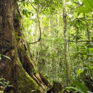 ILUSTRASI HUTAN ADAT