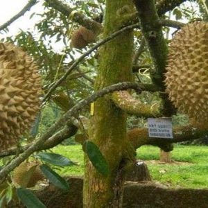 Durian petruk yang ditetapkan pemerintah sebagi durian unggul nasional