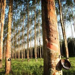 Peluang-Usaha-Budidaya-Pohon-Karet-Dan-Analisa-Usahanya