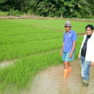 Proses penanaman padi disawah pada musim tanam gadu---Pertanaian For Rakyat Kalbar (1)