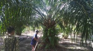 kondisi-kebun_20180830_175638