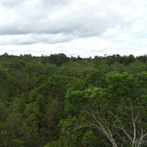 Hutan Rasau sebaju tampak masih rimbun hingga saat ini---Sukartaji For Rakyat kalbar