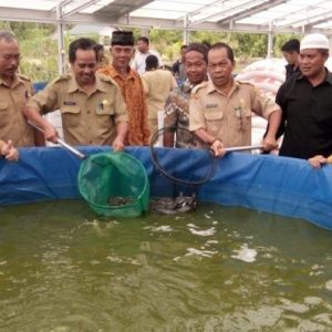 panen ikan