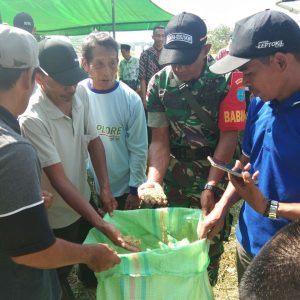 Panen padi2